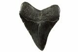 Fossil Megalodon Tooth - South Carolina #331473-1